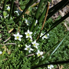 Arenaria serpens