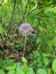 Allium giganteum
