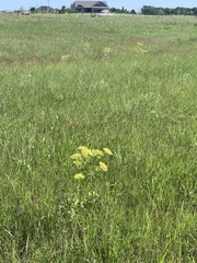 Polytaenia nuttallii