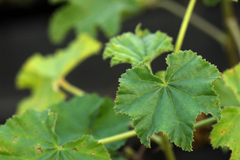 Malva preissiana