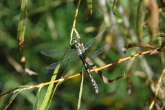Ophiogomphus colubrinus