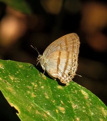 Evenus satyroides