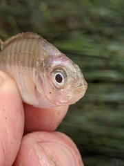 Amphistichus argenteus