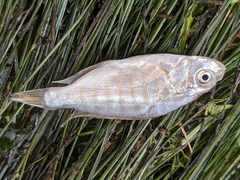 Amphistichus argenteus