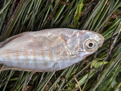 Amphistichus argenteus