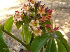 Jatropha macrocarpa