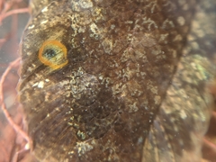 Paraclinus integripinnis