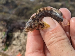 Paraclinus integripinnis