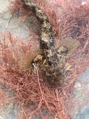 Paraclinus integripinnis