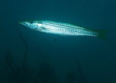 Dinolestes lewini
