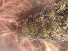 Paraclinus integripinnis