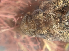 Paraclinus integripinnis