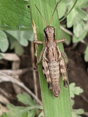 Melanoplus walshii