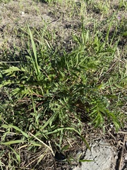 Potentilla tanacetifolia