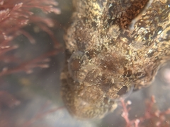 Paraclinus integripinnis