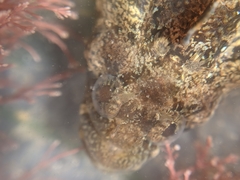 Paraclinus integripinnis