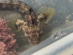 Paraclinus integripinnis