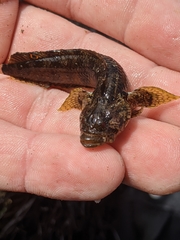 Paraclinus integripinnis