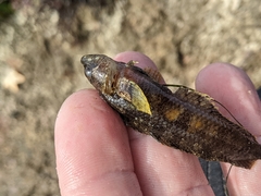 Paraclinus integripinnis