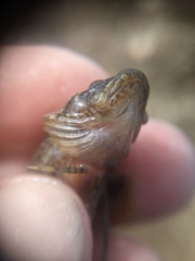 Paraclinus integripinnis