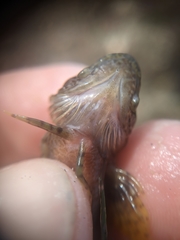 Paraclinus integripinnis