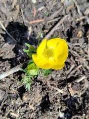 Ranunculus adoneus