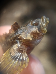 Paraclinus integripinnis