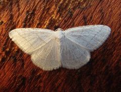 Protitame subalbaria