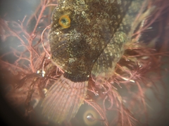 Paraclinus integripinnis