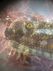 Paraclinus integripinnis