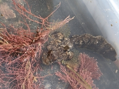 Paraclinus integripinnis