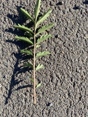 Potentilla tanacetifolia