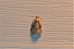 Archips grisea