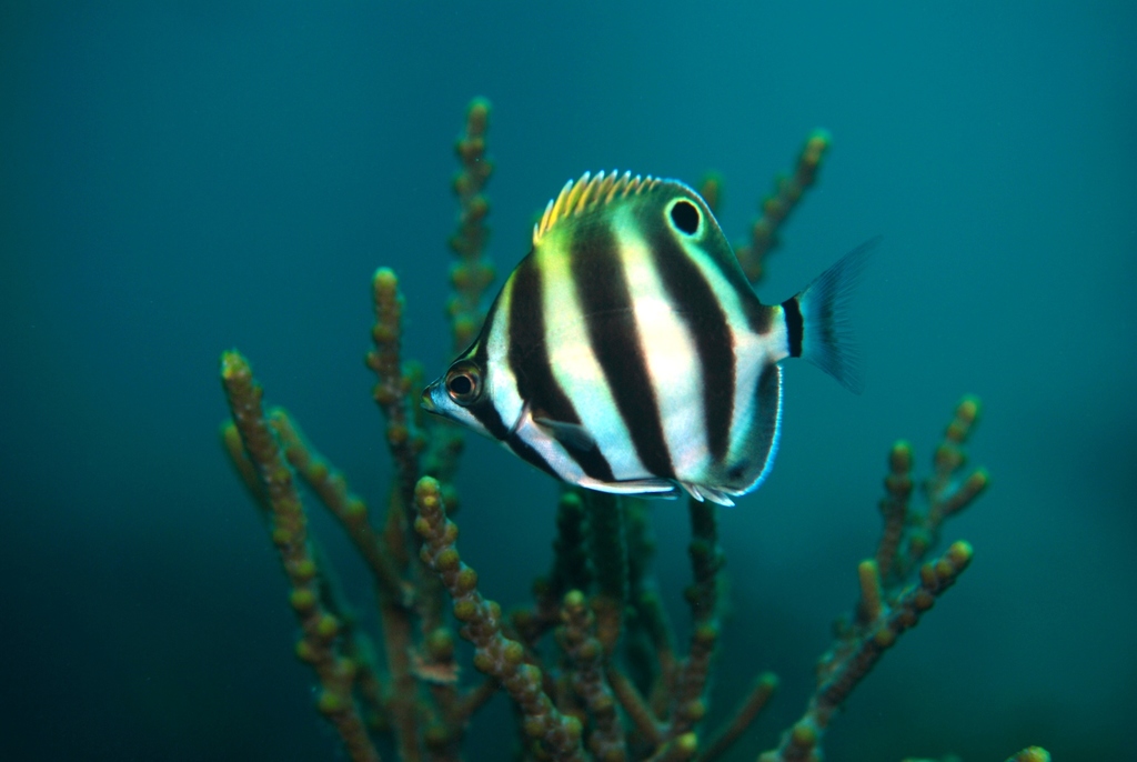 Butterfish (Tilodon sexfasciatus) — Kyphosidae