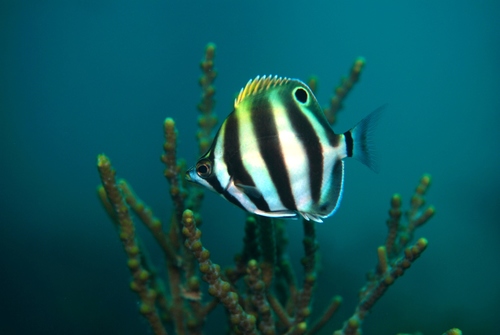 Butterfish (Tilodon sexfasciatus) — Kyphosidae
