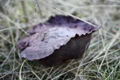 Calvatia lilacina
