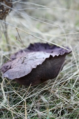 Calvatia lilacina