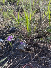 Gueldenstaedtia verna