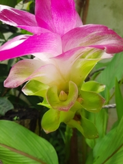 Curcuma zedoaria