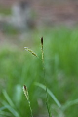 Carex castanea