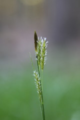 Carex castanea