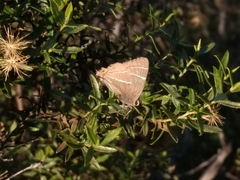 Atlides thargelia