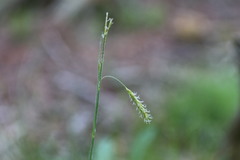 Carex castanea