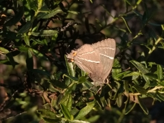 Atlides thargelia