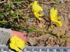 Crocanthemum aldersonii