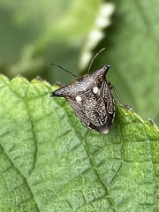 Alcimocoris japonensis