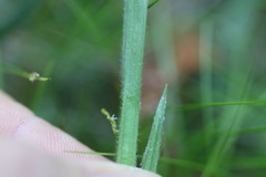 Carex castanea