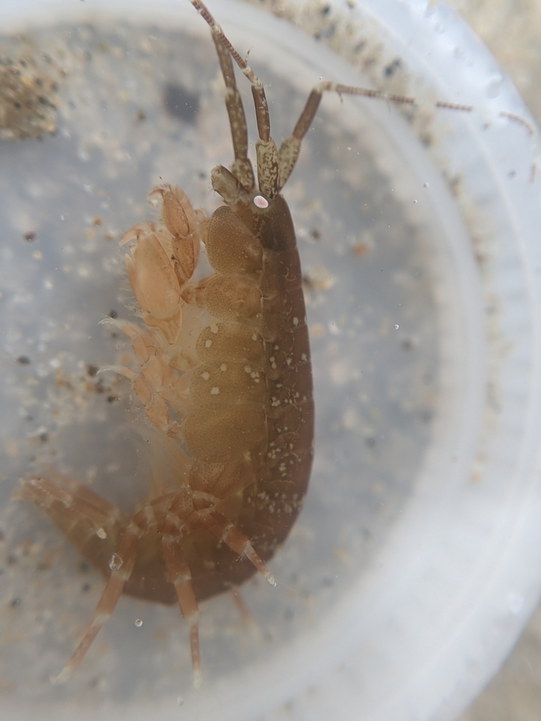 Cymadusa uncinata