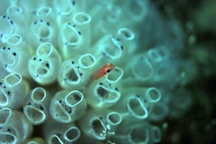 Cochleoceps bicolor