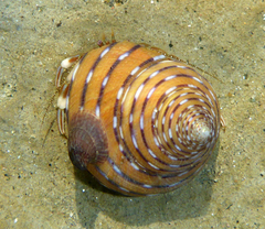 Calliostoma tricolor